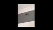 See What Happens When Boy Films Australian Spider