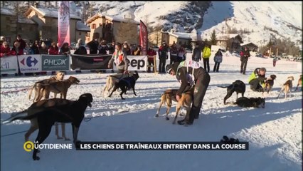 Les chiens de traîneaux entrent dans la course