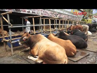 Di Tempat Ini, Sapi Kurban Dijual Seharga Mobil