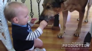 Dogs annoying babies - Funny baby and dog compilation