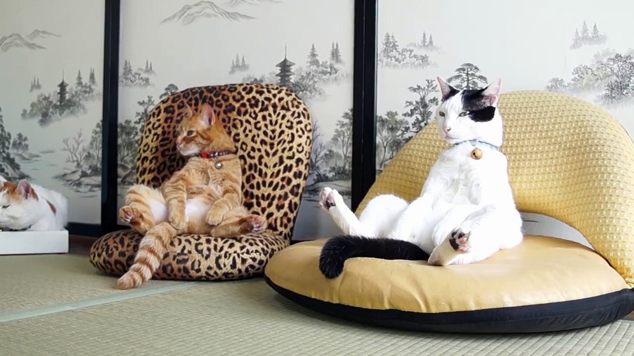 Quand les chats imitent les humains