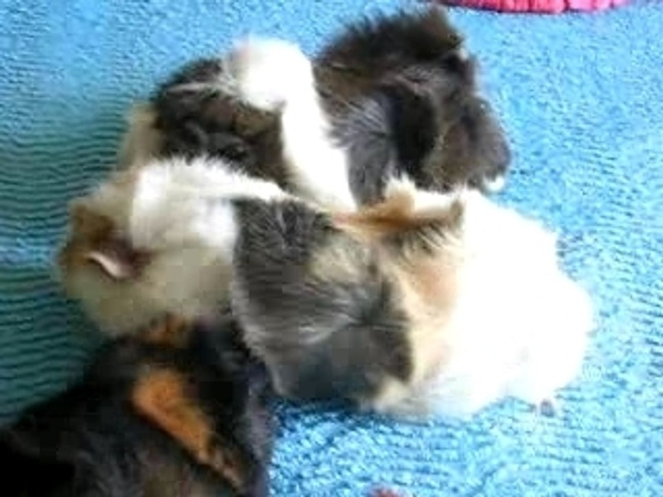 Neptune Athéna et Arthémise