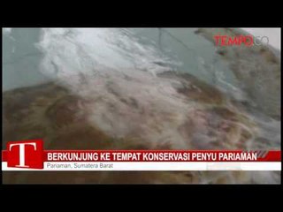 Berkunjung ke Tempat Konservasi Penyu Pariaman