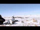 Steves Outdoor Adventures - Northwest Territories Muskox Hunt Part 2