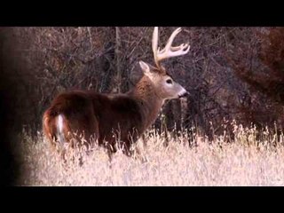 Nock On - Baling Back Straps