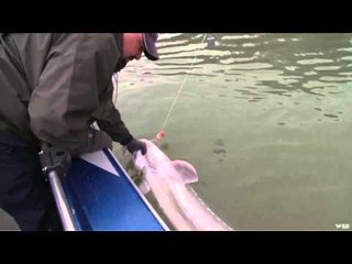 Nice Fish Jr - Fraser River Sturgeon