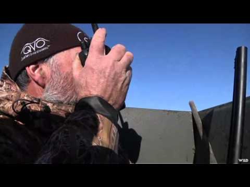 Qubec  vol d oiseau - Duck Hunt 1