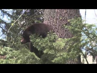 Life at Table Mountain - Ben Romans Hunts Bear