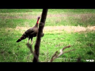 The Canadian Tradition - Dressed for Dinner