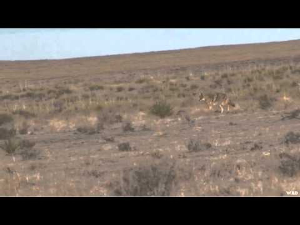 Predator Quest Silent Coyotes video Dailymotion