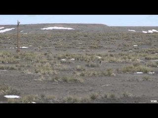 Predator Quest  - Waiting For Coyotes