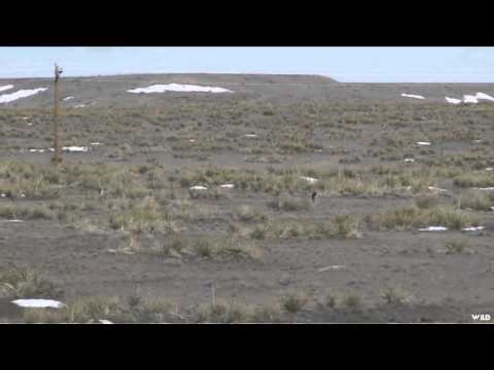 Predator Quest  - Waiting For Coyotes
