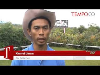 Imlek, Permintaan Buah Naga Meningkat Dua Kali Lipat