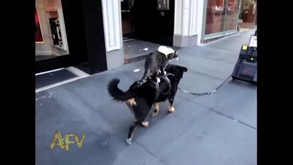 Cat Dog-Back Riding - Animals - AFV