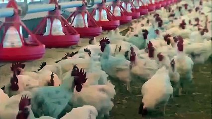 Shareef Family’s Massive and Scary Scandal of Ramzan Sugar Mills Chiniot