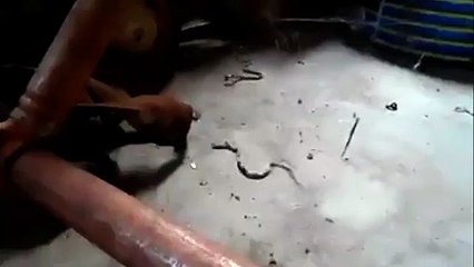 snakes trapped in a redback spider's web