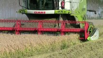 EXTREME CONDITIONS LEXION 760 RICE HARVEST in Italy 2013