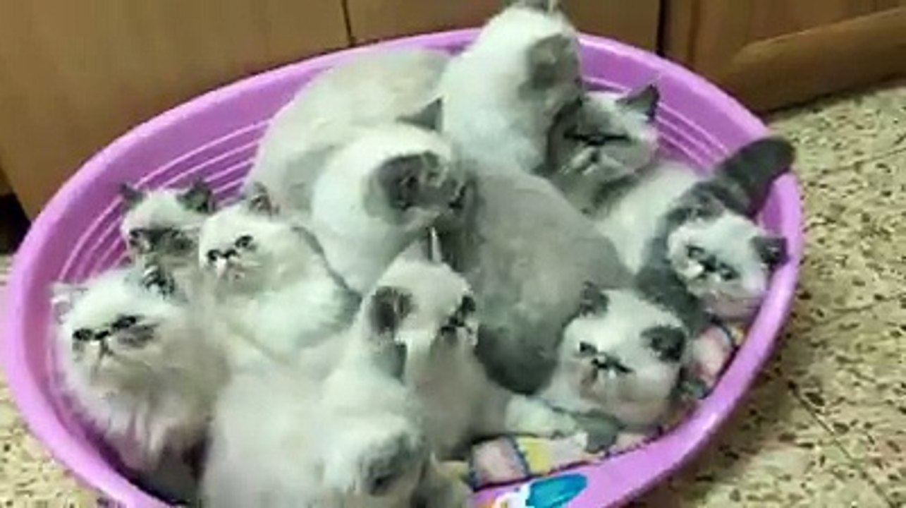 Cats Funny