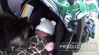 Pets meeting babies for the first time - Cute baby _ animal compilation