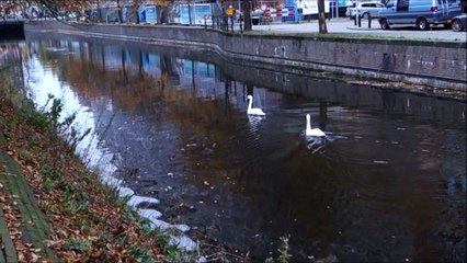 Autumn Morning Den Haag Swans in Canal