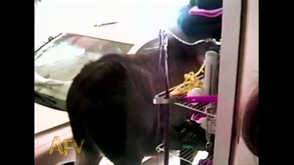 Naughty Moose In The Garage - Animals - AFV