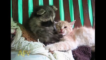 Raccoon Massages Cat - Animals - AFV