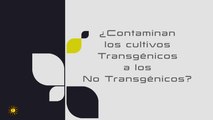 ¿Contaminan los cultivos transgénicos a los no transgénicos?