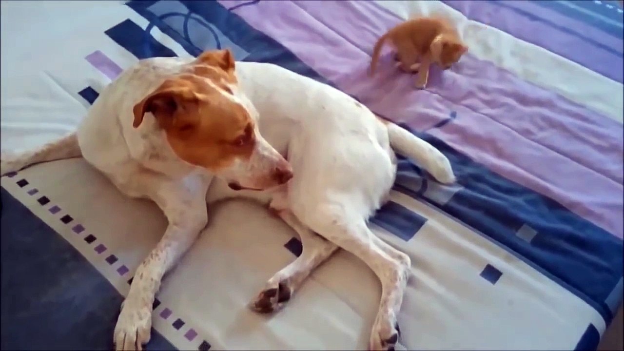 A six-week kitten attacking dog