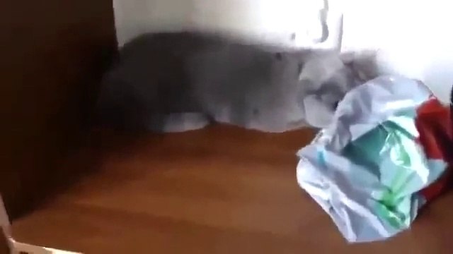 АХААХ))) Угадайте по мордам, кто из котов виноват?