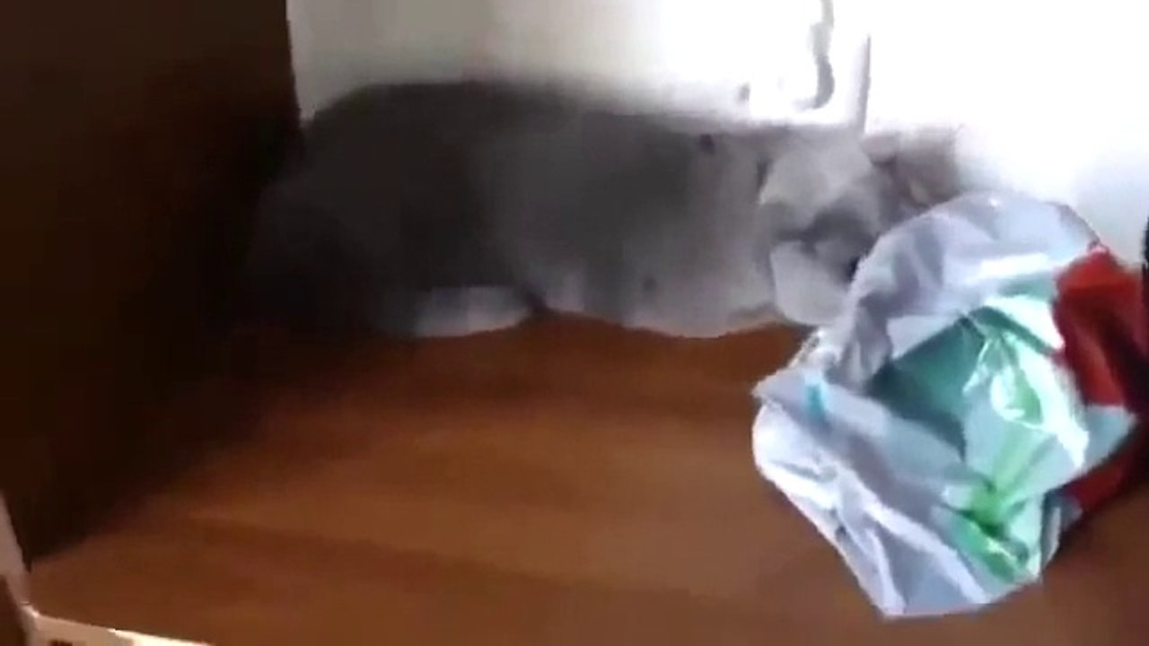 АХААХ))) Угадайте по мордам, кто из котов виноват?