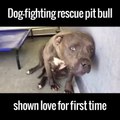 This dog-fighting pit bull was never shown any love... Until it was rescued.