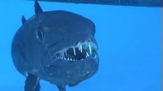 GREAT BARRACUDA ATTACK [Animal Nature Documentary]