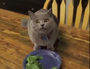 Кот скрылся с места преступления