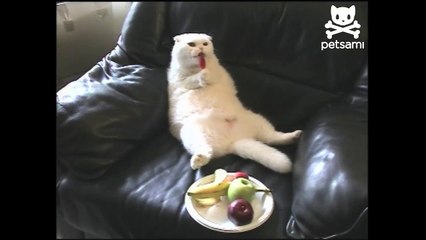 Candy cat has sugar addiction