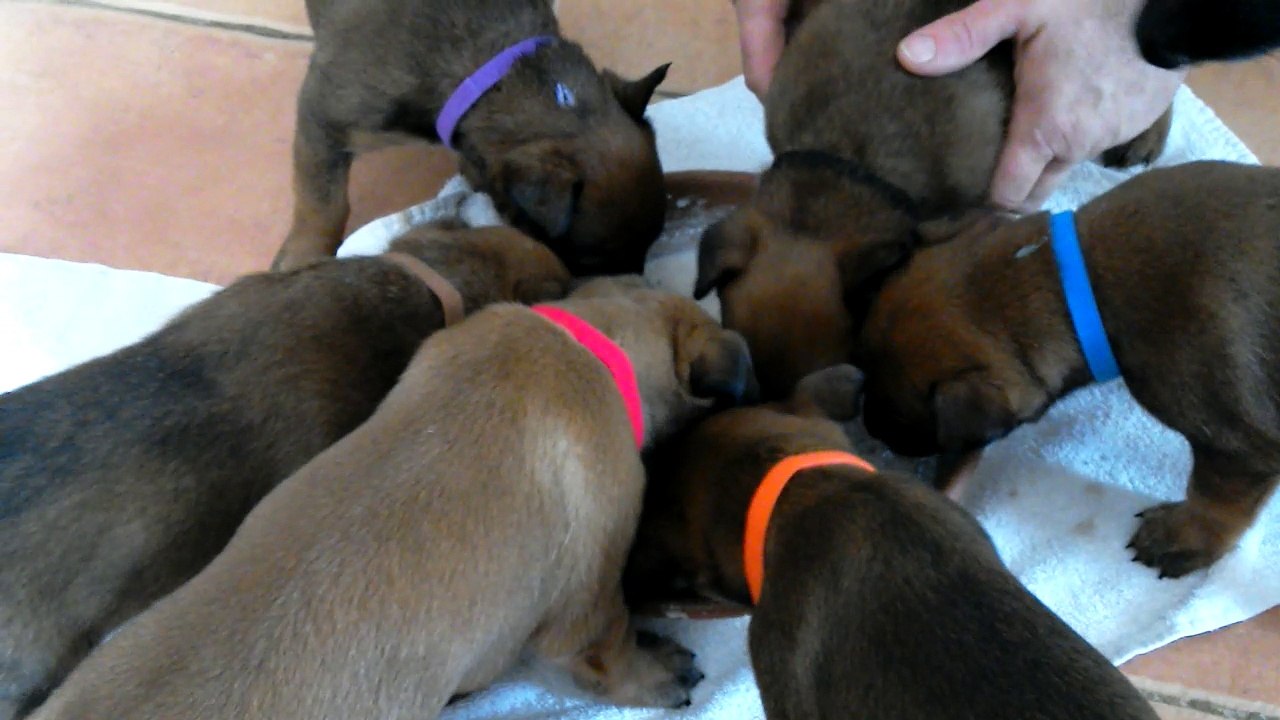 Repas chiots