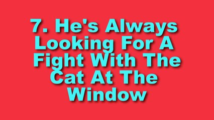 12 Signs Your Cat is Actually a Dog