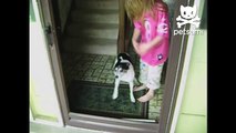 A dog is stuck inside because the invisible door is closed