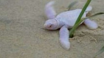 Rare albino turtle hatchling found on Queensland beach