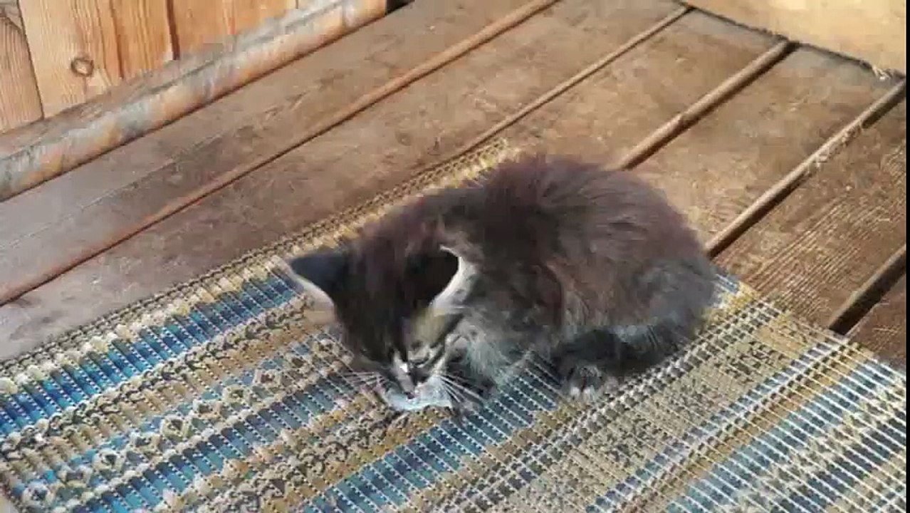 A young kitten (6 months) eats a mouse that his mother brought him.