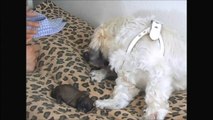 An amazing event - Juliet gives birth to 7 puppies
