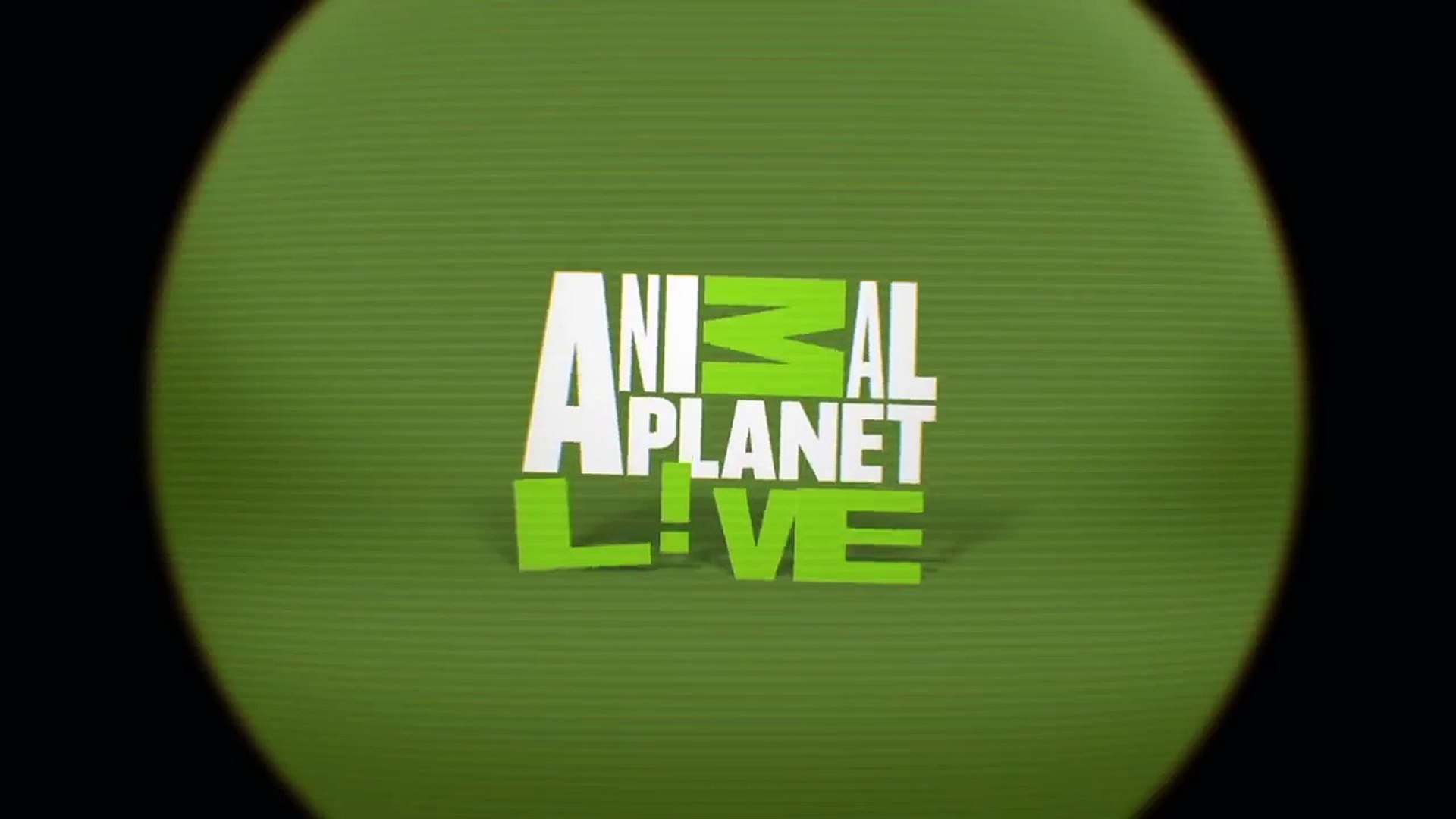 ⁣Animal Planet Live - Roach Cam