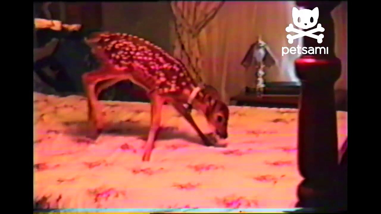 Baby deer hops around on bed