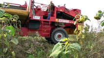Loonbedrijf van Hal werkzaamheden in de maïs,bieten gras en aardappelen Trekkerweb