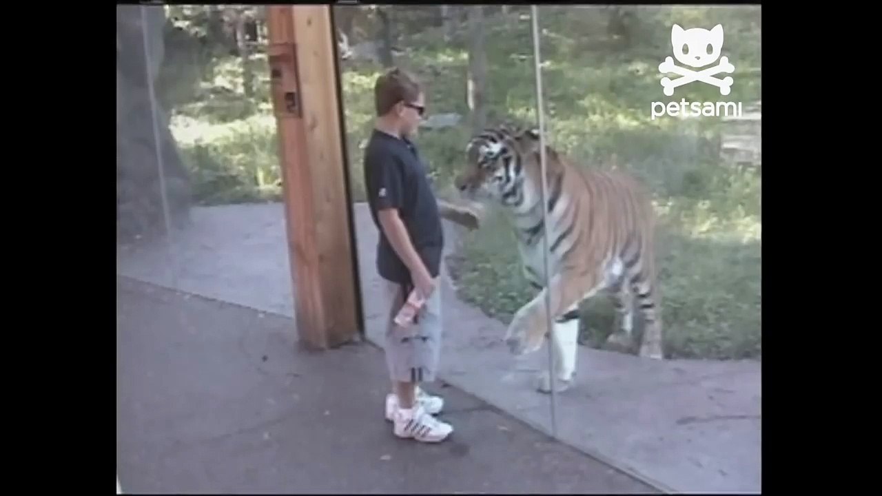 Boy gives tiger a high five
