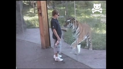 Boy gives tiger a high five