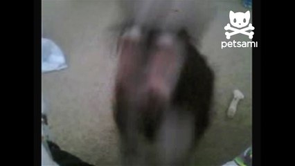 Bunny lifts ears on command