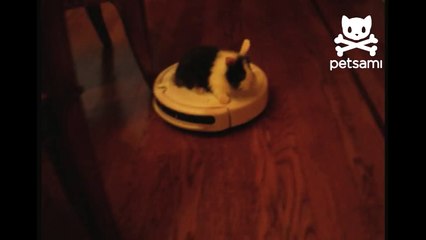 Bunny rides irobot vacuum cleaner