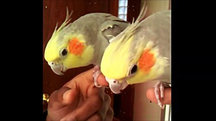 Cockatiel singing to the mirror