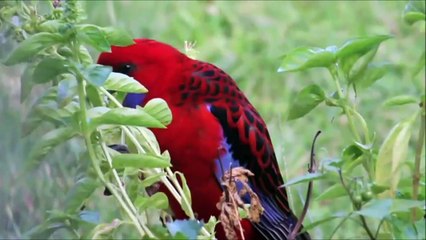 Crimson Rosellas - beautiful, eye-catching birds