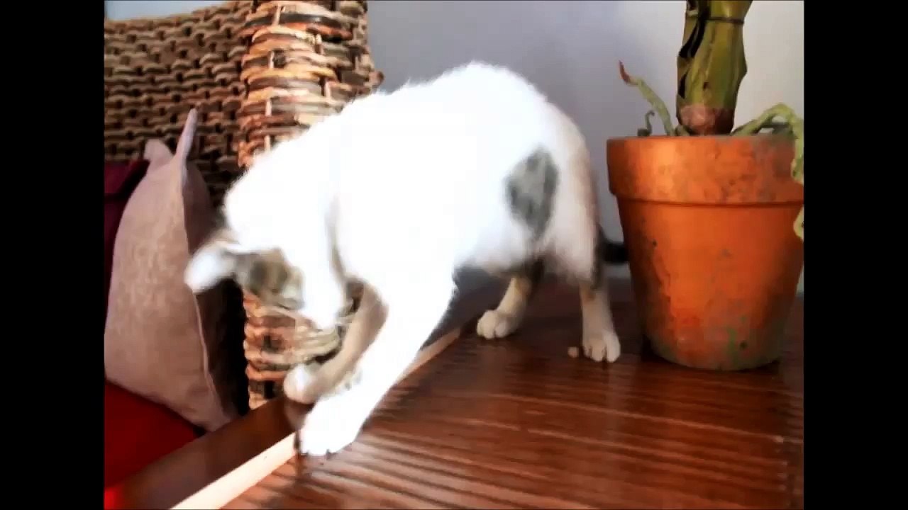 Cute Kitten amused by the smallest things
